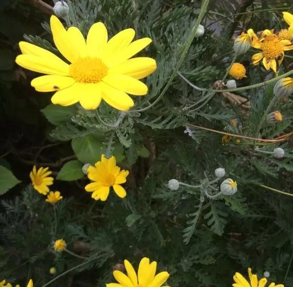 Aamiaismajoitus (B&B) Inglenook Guest House