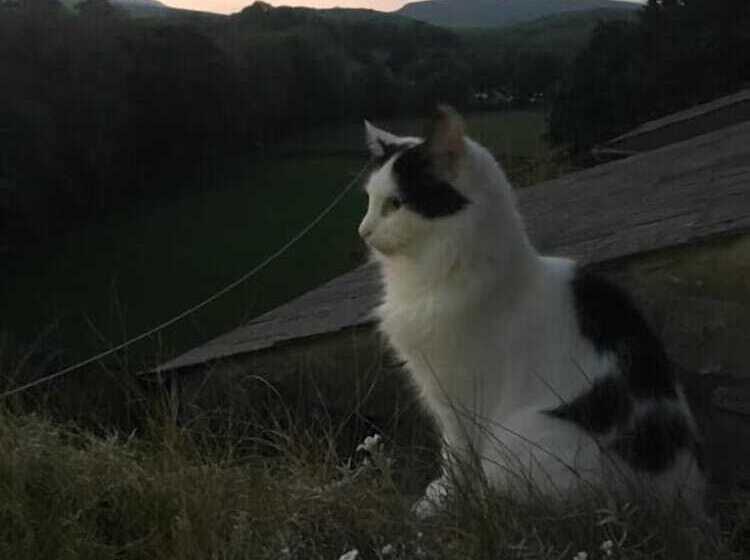 צימר Inglenook Guest House