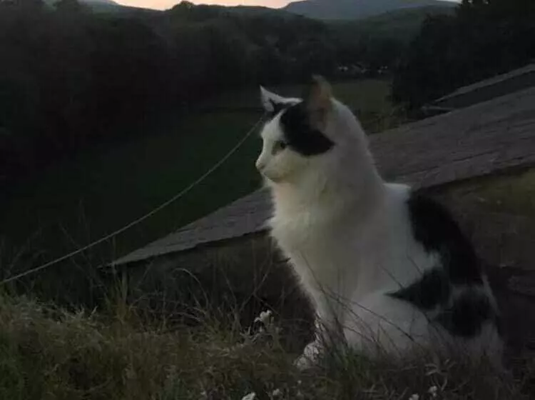 Aamiaismajoitus (B&B) Inglenook Guest House