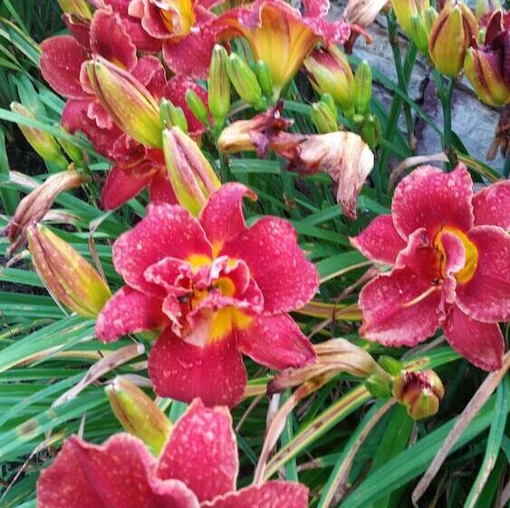 مبيت وإفطار Stone Manor Boutique Inn