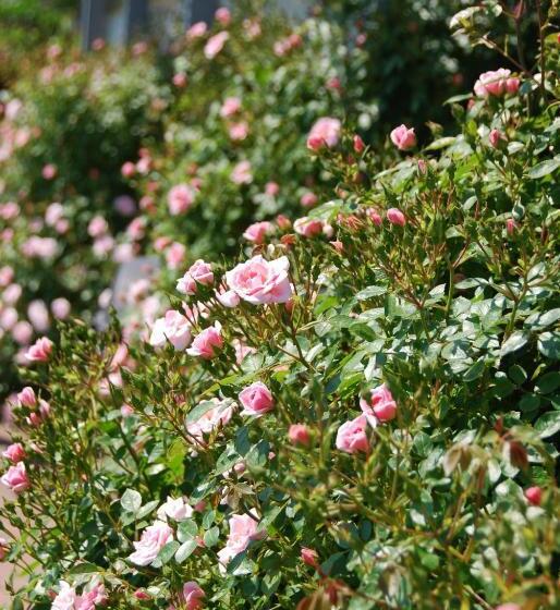 Quistgaarden Bed & Breakfast