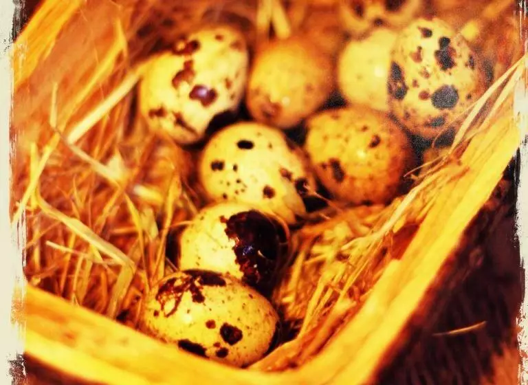 Retkeilymaja The Grove Ferry Inn