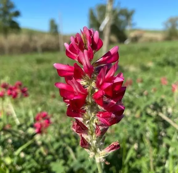 Aamiaismajoitus (B&B) Podere Il Mulino