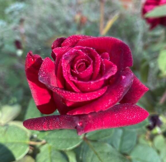 צימר Podere Il Mulino