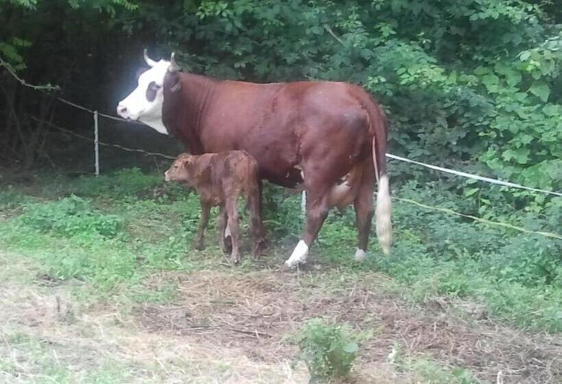 ホテル Agriturismo La Betulla