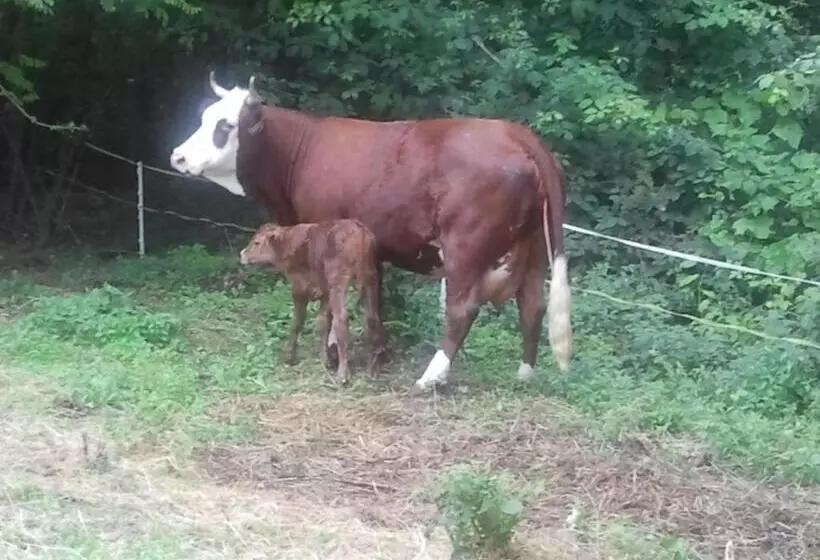 Hotelli Agriturismo La Betulla