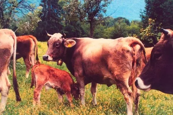 Hotelli Agriturismo La Betulla