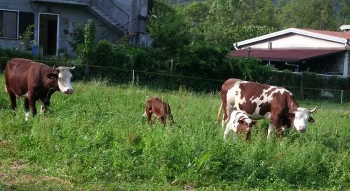 Hotelli Agriturismo La Betulla