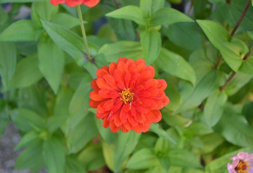 בית מלון כפרי Riviera Ristorante La Briciola