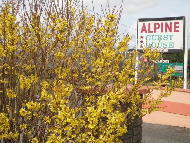 Hotel Alpine Guesthouse