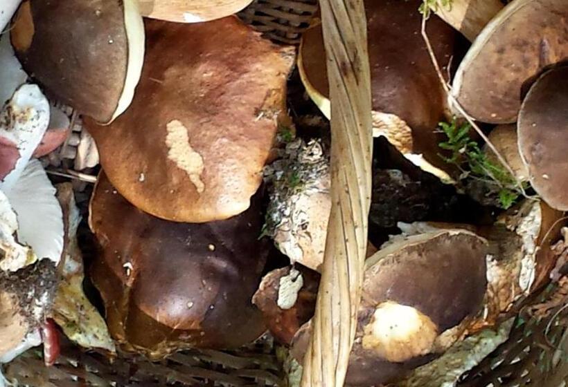 酒店 Agriturismo Badia Ficarolo