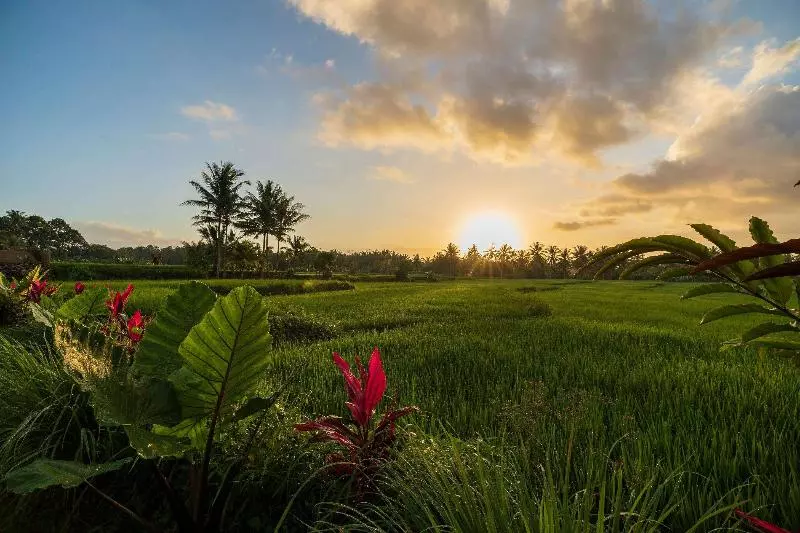 ベッドアンドブレックファースト Beehouse Dijiwa Ubud