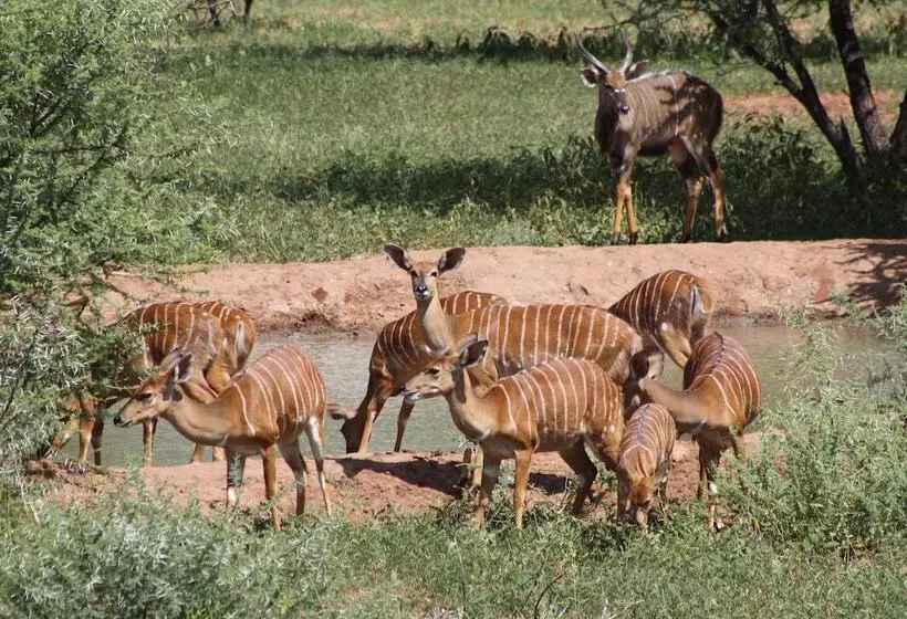 ホテル Iphofolo Lodge
