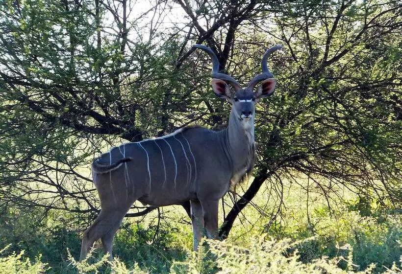 ホテル Iphofolo Lodge