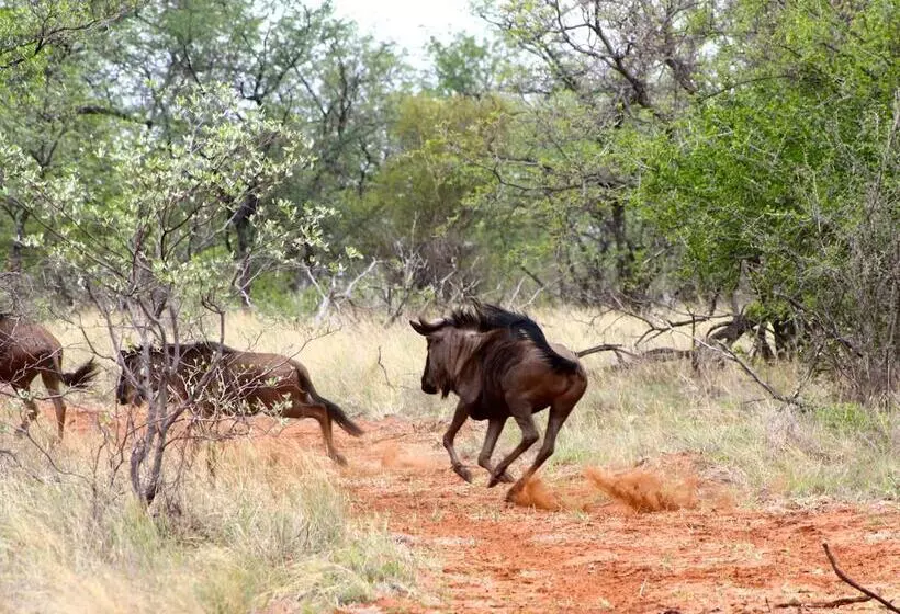 ホテル Iphofolo Lodge