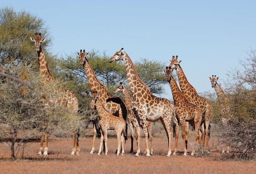 호텔 Iphofolo Lodge