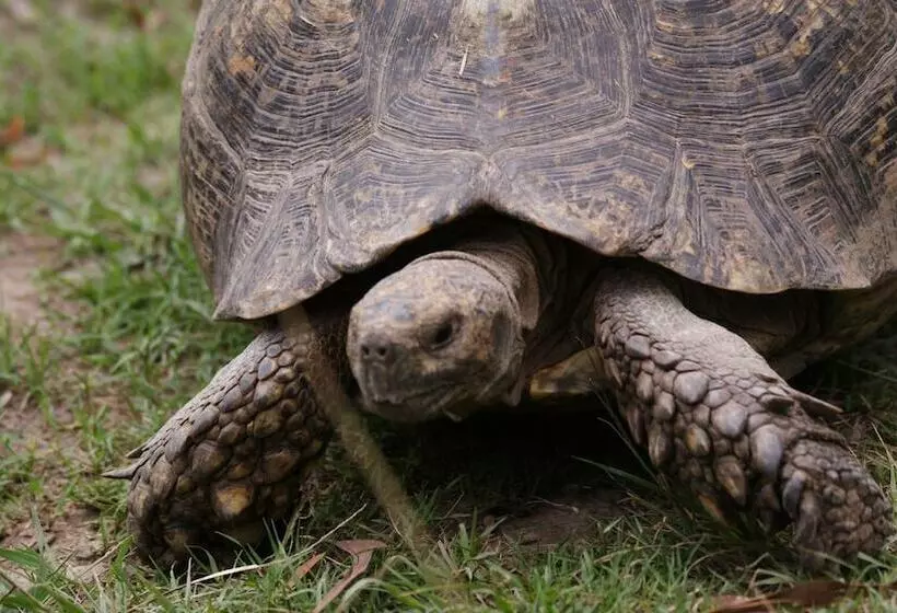 Majatalo Happy Jackal