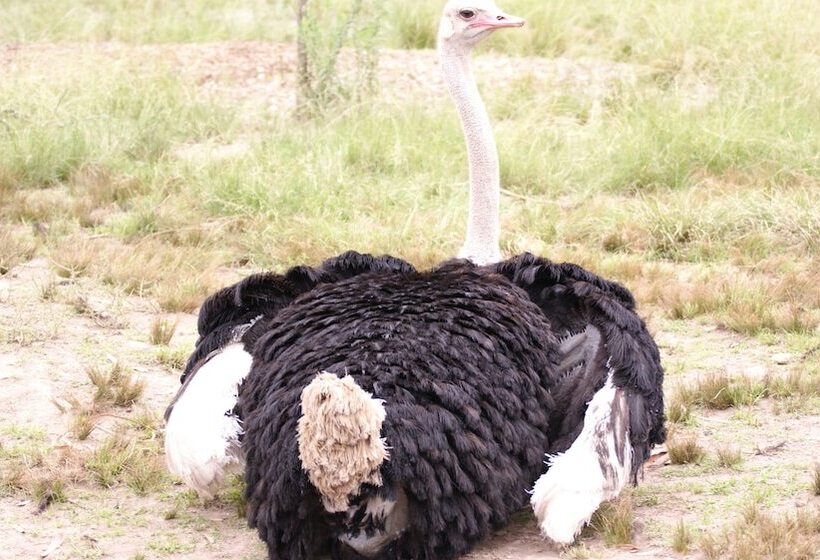 Пансион Happy Jackal