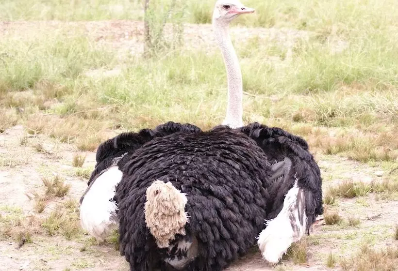 Majatalo Happy Jackal