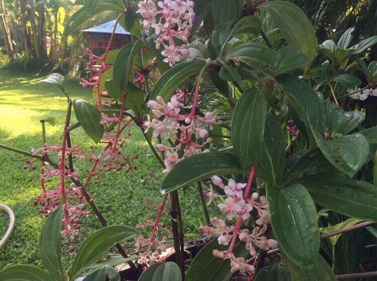 פנסיון The Garden Family Guest House