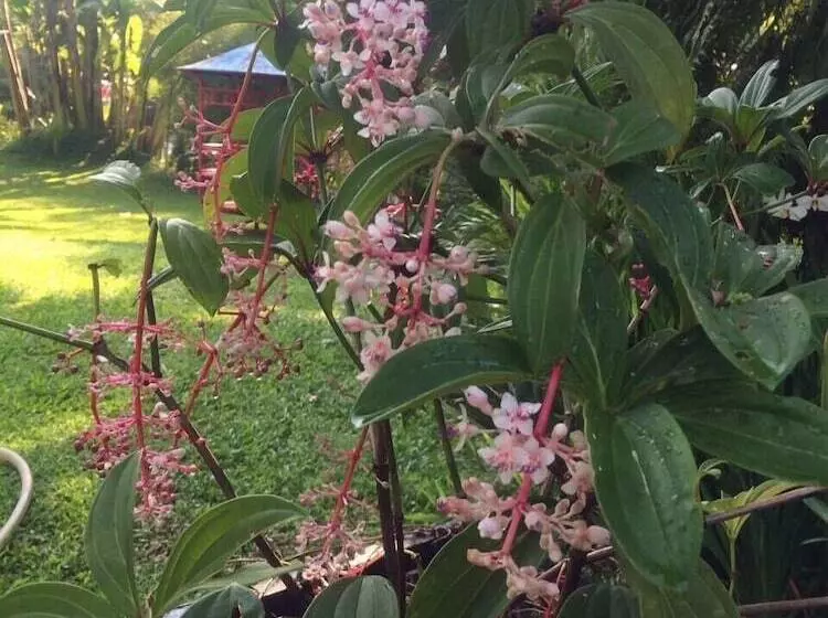 Majatalo The Garden Family Guest House