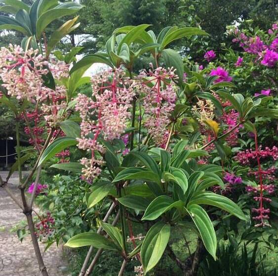 פנסיון The Garden Family Guest House