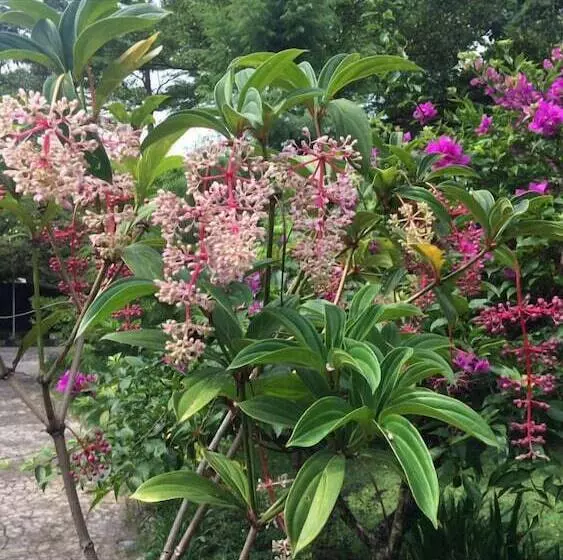 Majatalo The Garden Family Guest House