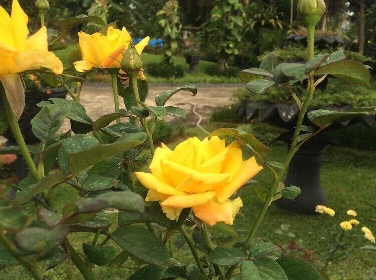 פנסיון The Garden Family Guest House