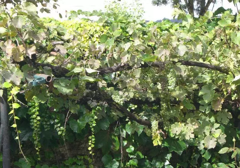 בית מלון כפרי Auberge De Launay