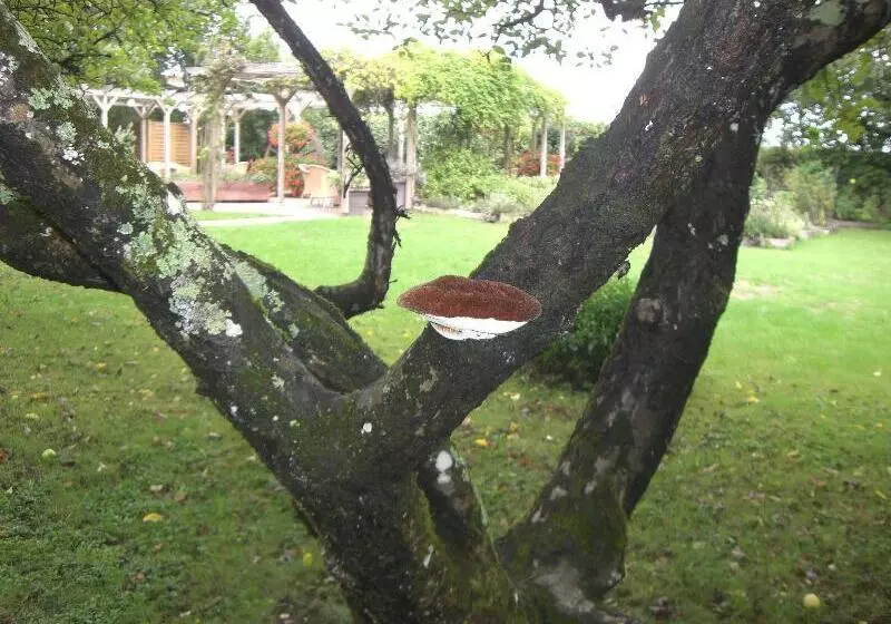 בית מלון כפרי Auberge De Launay