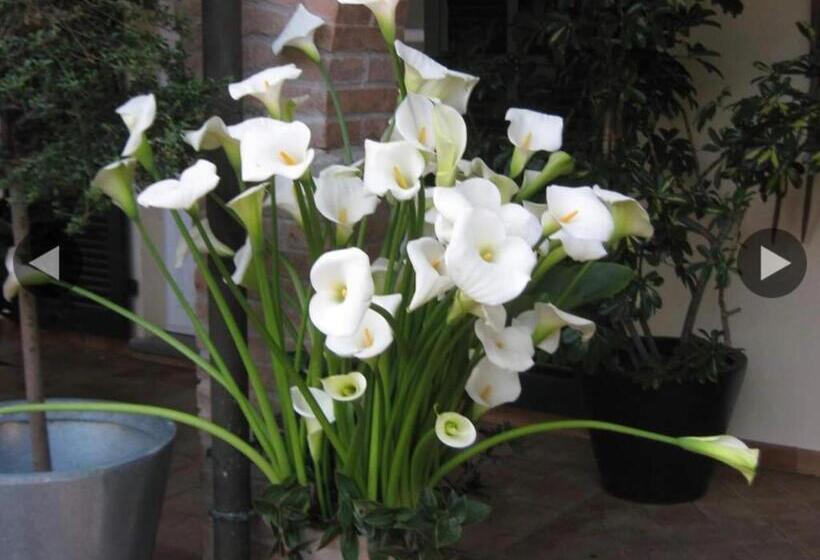 ベッドアンドブレックファースト Casale Coreallo