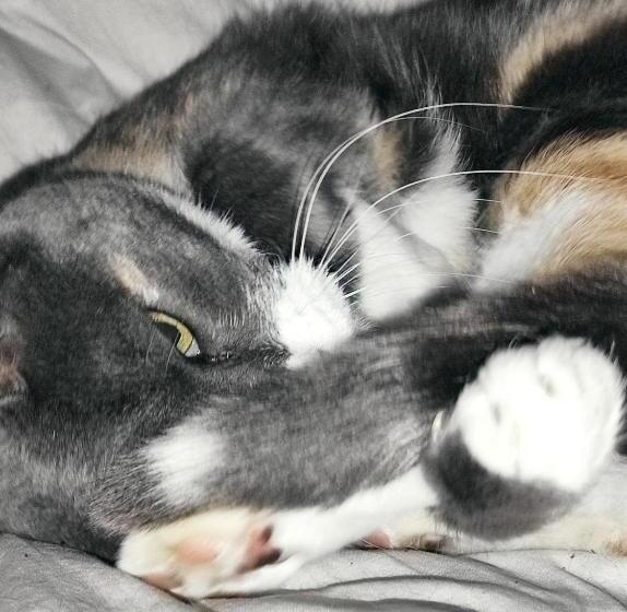 تختخواب و صبحانه Tetto Alle Rondini