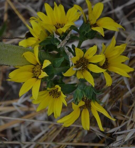 Hotel wiejski Podere Del Gesso