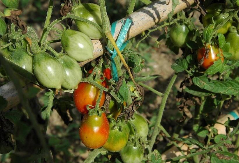 בית מלון כפרי Santa Pigna Country House