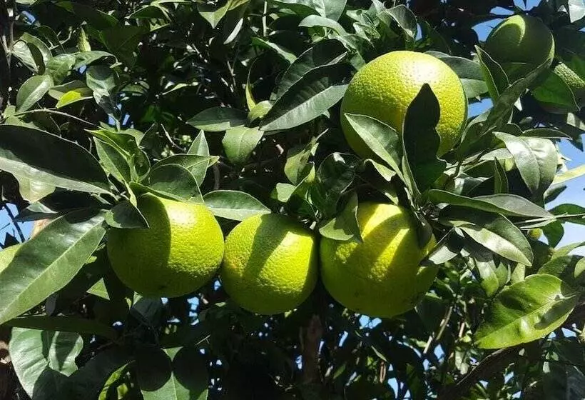 Aamiaismajoitus (B&B) Casale Degli Ulivi