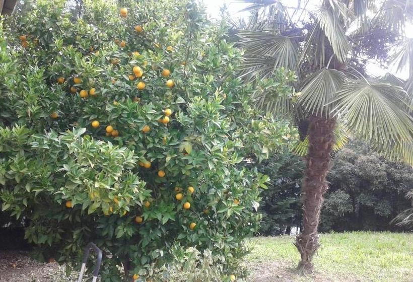 تختخواب و صبحانه Le Palme