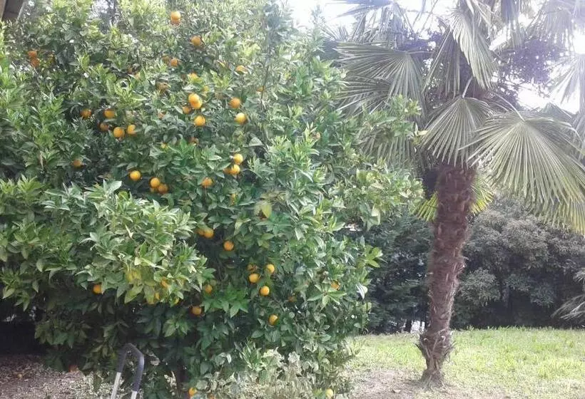 تختخواب و صبحانه Le Palme