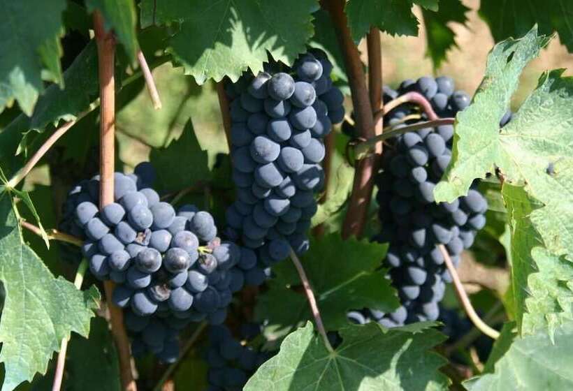 田舎風ホテル Agriturismo Podere La Cava