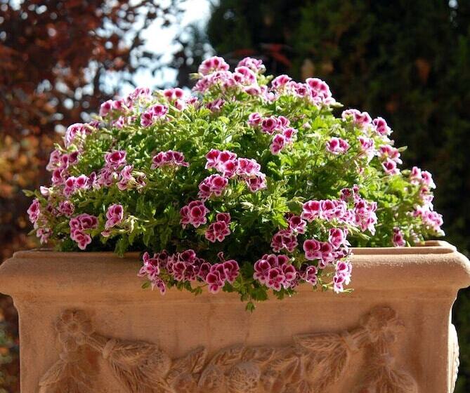 田舎風ホテル Tenuta Santagnese