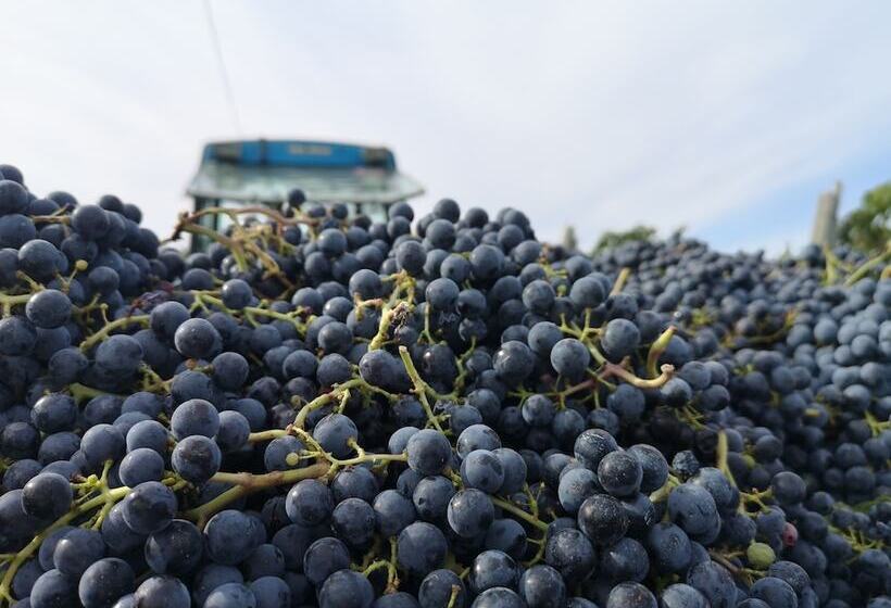 田舎風ホテル Tenuta Santagnese