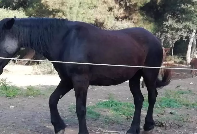 Aamiaismajoitus (B&B) Mattei Domus