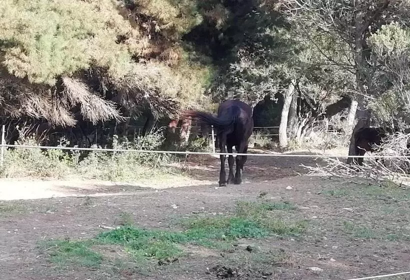 Aamiaismajoitus (B&B) Mattei Domus