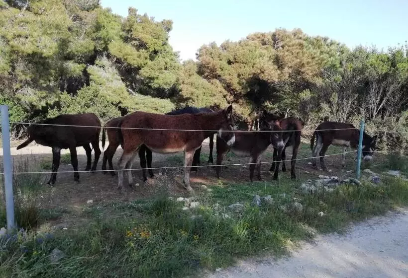 Aamiaismajoitus (B&B) Mattei Domus