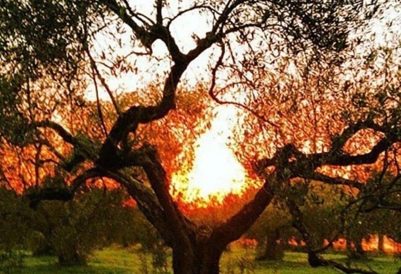 فندق Camping Amalasunta