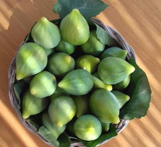 צימר Pietra Pesara