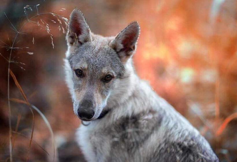 B&b La Casa Di Zio Lupo