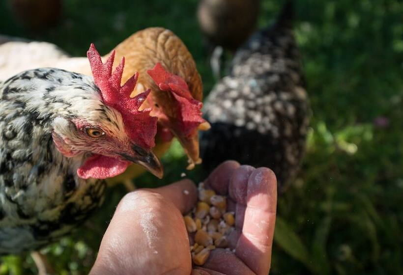 Отель Bio Glamping Toscana Luxury Tents