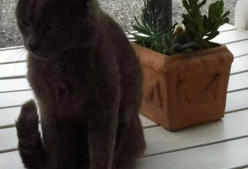 Majatalo Il Passatempo Di Enrica