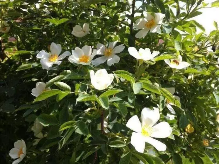 Majatalo Il Passatempo Di Enrica