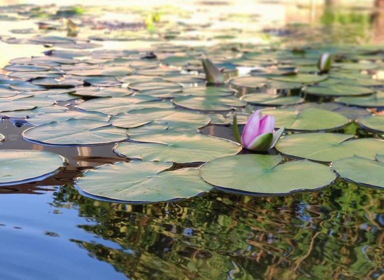 مبيت وإفطار Fattoria Il Laghetto